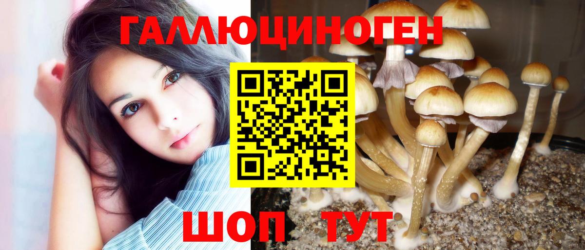 Галлюциногенные грибы Psilocybe  Вход с VPN  Новоалтайск 